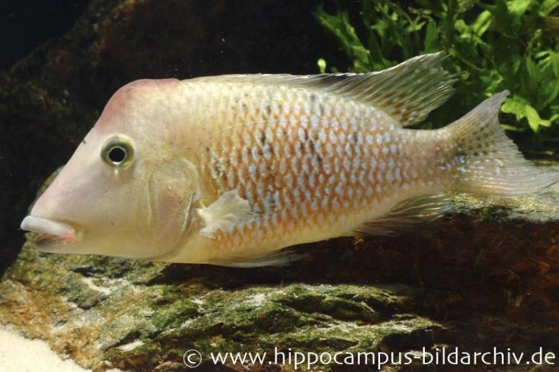 Rothauben-Erdfresser, Geophagus Steindachneri 3 Rothauben-Erdfresser, Geophagus Steindachneri