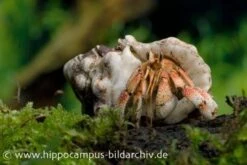 5 Kleine Landeinsiedlerkrebse, Coenobita Spec. -AQUATLATI Geschaft 12441 Landeinsiedlerkrebs Coenobita pseudorugosus