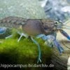 Yabby, Cherax Destructor 2 Yabby, Cherax Destructor -AQUATLATI Geschaft 13606 Yabby Cherax destructor