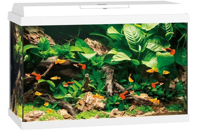 Juwel Primo 70 Weiß Aquarium-Set 4 Juwel Primo 70 Weiß Aquarium-Set – Bild 2