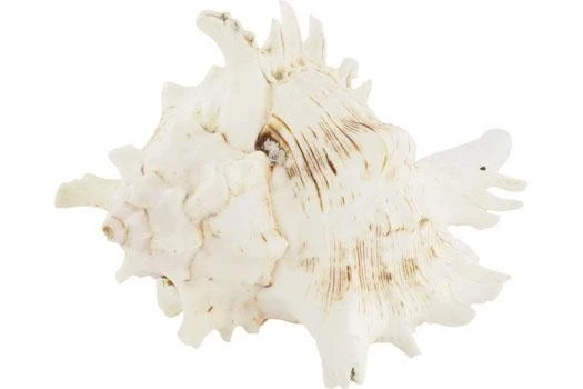 Schneckenhaus Horn Shell, Ca. 15 Cm Länge 3 Schneckenhaus Horn Shell, Ca. 15 Cm Länge