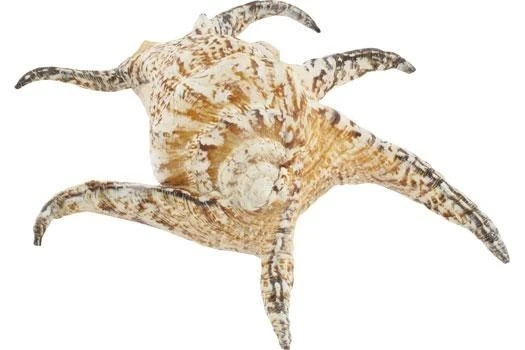 Schneckenhaus Star Shell, Ca. 20 Cm Länge 3 Schneckenhaus Star Shell, Ca. 20 Cm Länge