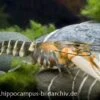Tigerkrebs, Cherax Peknyi -AQUATLATI Geschaft 1523 Tigerkrebs Cherax peknyi