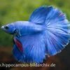 Halfmoon Kampffisch Blau, Männchen, Betta Splendens -AQUATLATI Geschaft 15289 Halfmoon Kampffisch blau Maennchen Betta splende