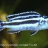 Blauer Johanni, Melanochromis Maingano, DNZ