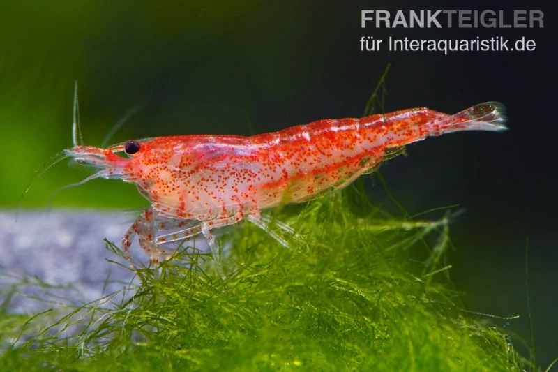 Bundle: 10 X Red Fire, Neocaridina Heteropoda Rot + Portion Javamoos 3 Bundle: 10 X Red Fire, Neocaridina Heteropoda Rot + Portion Javamoos