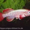 Killifisch Torfansatz Nothobranchius Eggersi Red, 30 Eier -AQUATLATI Geschaft 16024 Killifisch Torfansatz Nothobranchius eggersi red