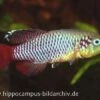 Killifisch Torfansatz Nothobranchius Guentheri Red, 30 Eier 1 Killifisch Torfansatz Nothobranchius Guentheri Red, 30 Eier -AQUATLATI Geschaft 16029 Killifisch Torfansatz Nothobranchius guentheri red