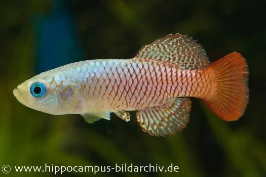 Killifisch Torfansatz Nothobranchius Palmqvistii, 30 Eier 4 Killifisch Torfansatz Nothobranchius Palmqvistii, 30 Eier - Image 2