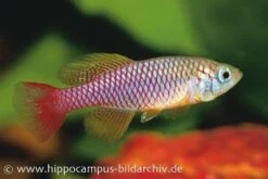 Killifisch Torfansatz Nothobranchius Patrizii, 30 Eier
