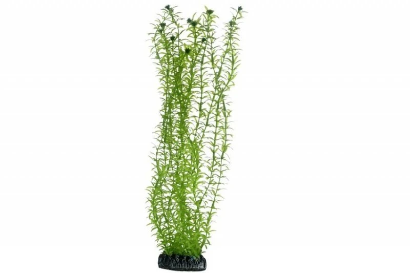 Hobby Lagarosiphon, 60 Cm 3 Hobby Lagarosiphon, 60 Cm