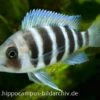 Tanganjika-Beulenkopf, Cyphotilapia Frontosa "Burundi", DNZ -AQUATLATI Geschaft 20860 Tanganjika Beulenkopf Cyphotilapia frontosa