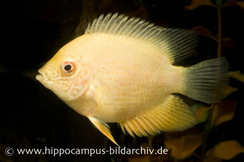 Goldener Augenfleck-Buntbarsch, Heros Severus Gold 3 Goldener Augenfleck-Buntbarsch, Heros Severus Gold