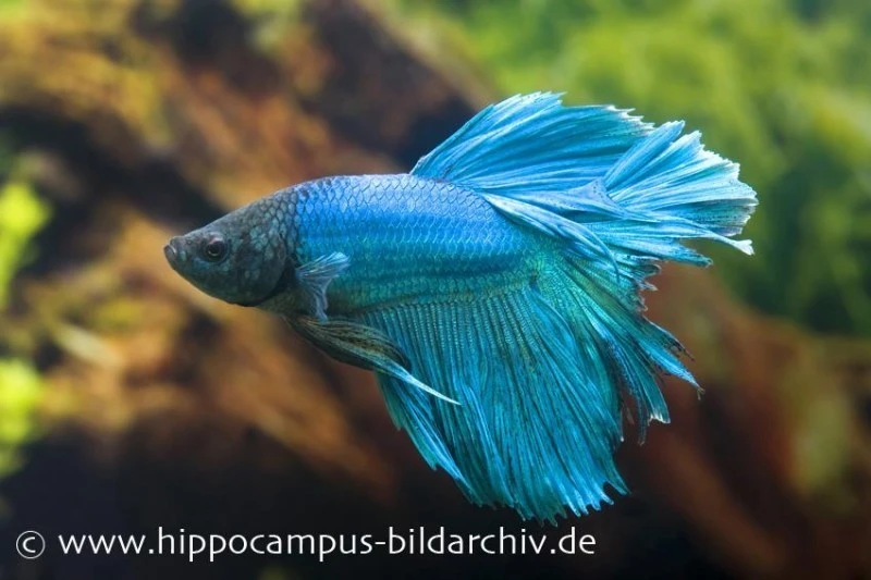 Halfmoon Kampffisch Türkis, Männchen, Betta Splendens 3 Halfmoon Kampffisch Türkis, Männchen, Betta Splendens