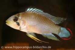 Panduros Zwergbuntbarsch, Apistogramma Panduro, Paarwweise 7 Panduros Zwergbuntbarsch, Apistogramma Panduro, Paarwweise -AQUATLATI Geschaft 20924 Panduros Zwergbuntbarsch Apistogramma panduro