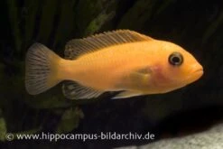 Roter Zebrabuntbarsch, Pseudotropheus Estherae "rot-rot", DNZ 7 Roter Zebrabuntbarsch, Pseudotropheus Estherae "rot-rot", DNZ -AQUATLATI Geschaft 80031 80031 Maylandia estherae rot rot 2 1