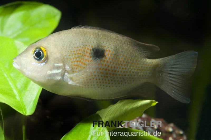 Indischer Buntbarsch, Etroplus Maculatus 3 Indischer Buntbarsch, Etroplus Maculatus