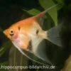Skalar Red Devil, Pterophyllum Scalare