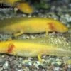 Axolotl Goldfarben, Ambystoma Mexicanum