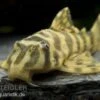Imperial Tiger Pleco, Peckoltia Compta Imperial Tiger, L134 -AQUATLATI Geschaft 80070 Imperial Tiger Pleco Peckoltia compta Imperial Ti