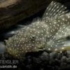 Weißpunkt-Dreihornharnischwels, Hopliancistrus Sp. L017, 5-7 Cm -AQUATLATI Geschaft 80079 Weisspunkt Dreihornharnischwels Hopliancistrus sp