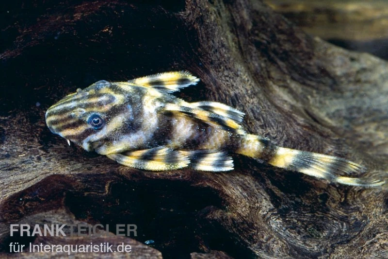 Zwergschilderwels, Peckoltia Vermiculata L002 3 Zwergschilderwels, Peckoltia Vermiculata L002