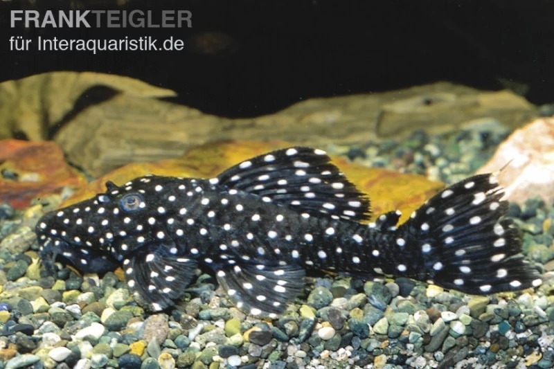 Milchstraßen-Rüsselzahnwels, Leporacanthicus Galaxias L007/L029/L240 3 Milchstraßen-Rüsselzahnwels, Leporacanthicus Galaxias L007/L029/L240