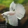 Halfmoon Kampffisch Weiß, Männchen, Betta Splendens -AQUATLATI Geschaft 80099 Halfmoon Kampffisch weiss Maennchen Betta splend