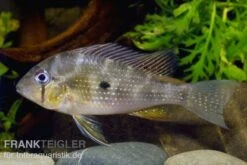 Heckels Buntbarsch, Acarichthys Heckelii -AQUATLATI Geschaft 80102 Heckels Buntbarsch Acarichthys heckelii