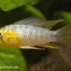 Gelber Zwergbuntbarsch, Apistogramma Borelli, Paarweise -AQUATLATI Geschaft 80122 Gelber Zwergbuntbarsch Apistogramma borelli