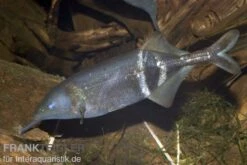 Elefantenrüsselfisch, Gnathonemus Petersii NZ