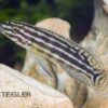 Vierstreifen-Schlankcichlide, Julidochromis Regani KIPILI, DNZ -AQUATLATI Geschaft 80143 Vierstreifen Schlankcichlide Julidochromis regani