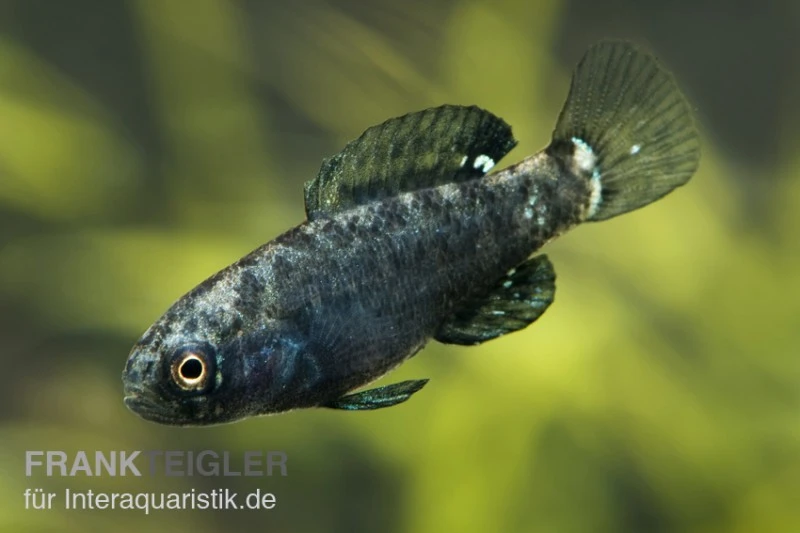 Zwergschwarzbarsch, Elassoma Evergladei 3 Zwergschwarzbarsch, Elassoma Evergladei