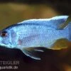 Azurcichlide, Sciaenochromis Ahli "Eisberg", DNZ -AQUATLATI Geschaft 80194 Azurcichlide Sciaenochromis ahli