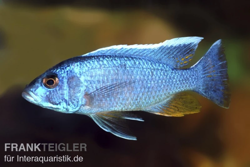 Azurcichlide, Sciaenochromis Ahli "Eisberg", DNZ 3 Azurcichlide, Sciaenochromis Ahli "Eisberg", DNZ