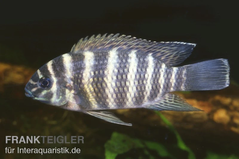 Joka-Tilapie, Tilapia Joka 3 Joka-Tilapie, Tilapia Joka