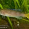 Blauer Heringscichlide, Cyprichromis Leptosoma "Utinta", DNZ -AQUATLATI Geschaft 80242 Blauer Heringscichlide Cyprichromis leptosoma Utin