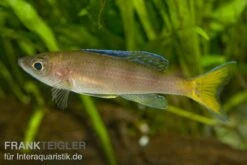Blauer Heringscichlide, Cyprichromis Leptosoma "Utinta", DNZ