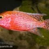 Aulonocara Spec. Firefish, DNZ