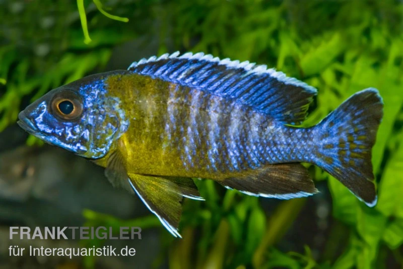 Aulonocara Stuartgranti "Maulana", DNZ 3 Aulonocara Stuartgranti "Maulana", DNZ