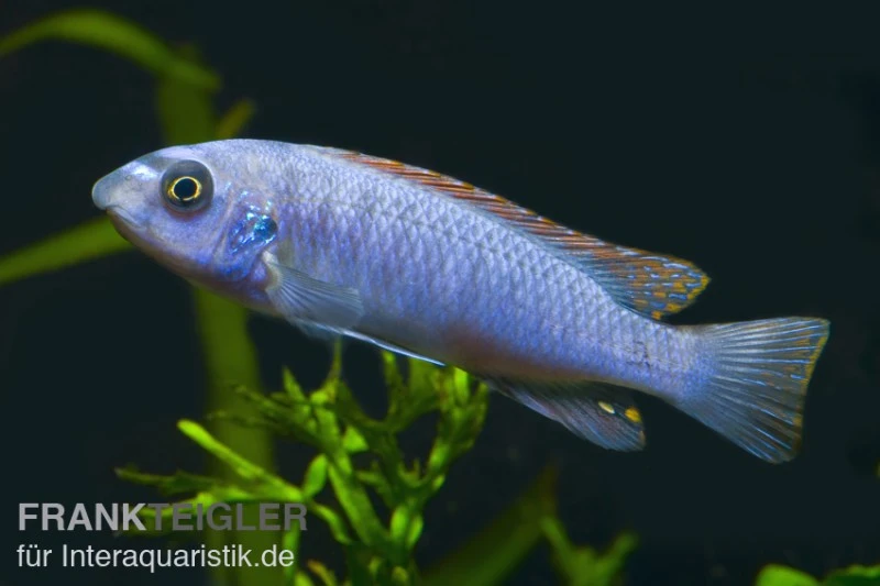 Schabemaul-Buntbarsch, Labeotropheus Trewavasae "Blue" 3 Schabemaul-Buntbarsch, Labeotropheus Trewavasae "Blue"