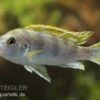 Perlmutt-Labidochromis, Labidochromis Spec. Perlmutt, DNZ 1 Perlmutt-Labidochromis, Labidochromis Spec. Perlmutt, DNZ -AQUATLATI Geschaft 80290 Perlmutt Labidochromis Labidochromis Perlmutt