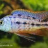 Protomelas Taeniolatus Boadzulu "Red Empress", DNZ