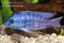 Protomelas Spilonotus "Tanzania", DNZ