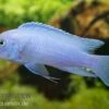 Kobaltblauer Zebrabuntbarsch, Pseudotropheus Zebra "Cobalt Blue"