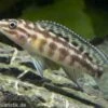 Schachbrett-Schlankcichlide, Julidochromis Marlieri, DNZ -AQUATLATI Geschaft 80311 Schachbrett Schlankcichlide Julidochromis marlieri