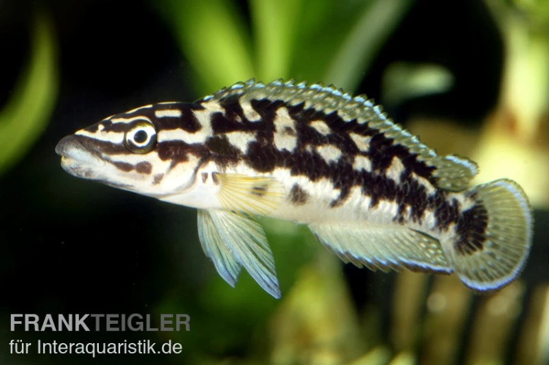 Schwarzweißer Schlankcichlide, Julidochromis Transcriptus 3 Schwarzweißer Schlankcichlide, Julidochromis Transcriptus