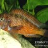 Roter Schwanzstreifen-Moorii, Tropheus Moorii "Moliro" -AQUATLATI Geschaft 80323 Roter Schwanzstreifen Moorii Tropheus moorii Molir