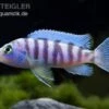 Blauer Zebrabuntbarsch, Pseudotropheus Zebra, DNZ -AQUATLATI Geschaft 80672 Zebrabuntbarsch Metriaclima zebra Chizumulu