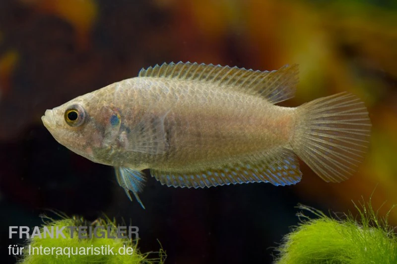 Rundschwanz-Makropode, Macropodus Ocellatus (Kaltwasser & Warmwasser) 3 Rundschwanz-Makropode, Macropodus Ocellatus (Kaltwasser & Warmwasser)